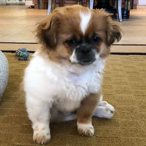 Meet your Posher, Pamela